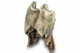 Fossil Woolly Rhino (Coelodonta) Tooth - Siberia #253966-1
